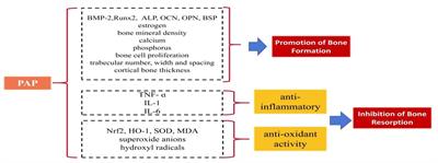 Effect of pilose antler polypeptide on the mechanism of bone homeostasis in osteoporosis